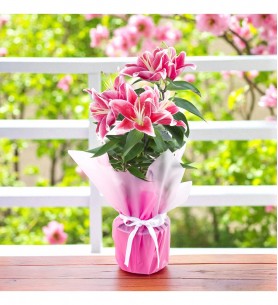 Saksıda Pembe Lilyum 