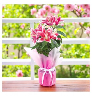 Saksıda Pembe Lilyum 