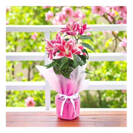 Saksıda Pembe Lilyum 